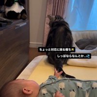 床で寝ている赤ちゃんと座っている猫