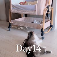 横になってベビーベッドを見る猫