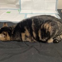 不思議な形で寝る猫