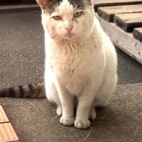 お皿の奥でお座りをしている猫