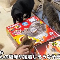 集まってくる3匹