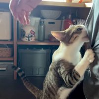 飼い主の脚にしがみつく猫