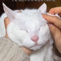 目を閉じる猫
