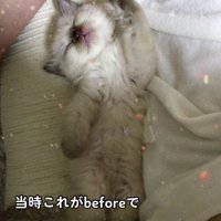 寝ている子猫
