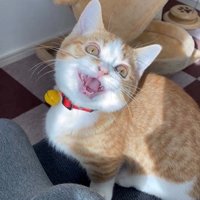 鳴いている子猫