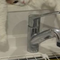 シンクにいた猫