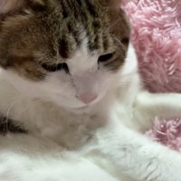悲しむ猫