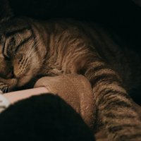 眠る猫1