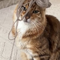 毛糸を頭に乗せた猫の写真3