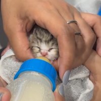 ミルクを飲む子猫