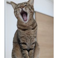 あくびしている猫