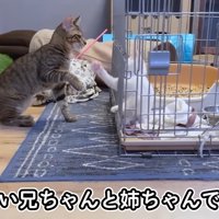 おっきいお兄ちゃんと