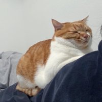 人の背中に乗る猫