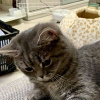 見つめる猫
