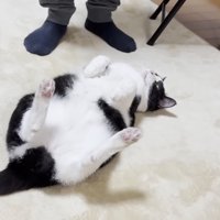 横に立つ人を見る猫