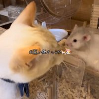 匂いを確認する猫