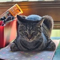 香箱座りをする猫