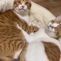 猫ベッドで見上げる猫たち