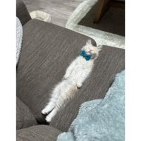 ソファで寝ている子猫