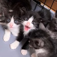 威嚇する子猫