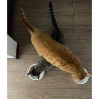 ご飯を食べている猫たち
