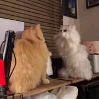向かい合う2匹の猫