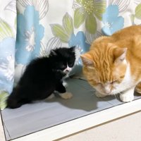 子猫と茶白猫さん