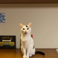 飼い主を見つめながら鳴き声を上げる猫