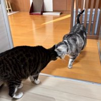 キッチンにいる猫たち