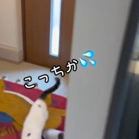 走る猫