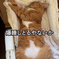 爆睡する猫