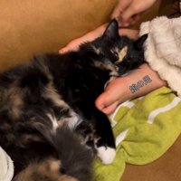 足の横に戻った猫