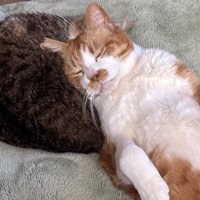 キジ白猫に頭を乗せて眠る猫