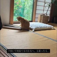 お座りする猫