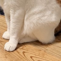 きちんとそろえた三毛猫の足元