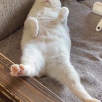 仰向けで寝ている猫