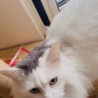 飼い主のほうを見るノルウェージャン