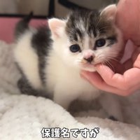 テロップ「保護名ですが」