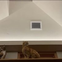 虫をねらう猫たち