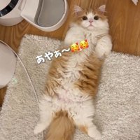 へそ天でくつろぐ子猫