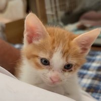 みつめる猫
