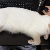 デスクに置かれている飼い主の手に頭を乗せて眠る猫
