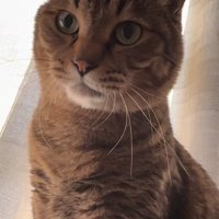 カーテンの前でお座りをしている猫の上半身アップ