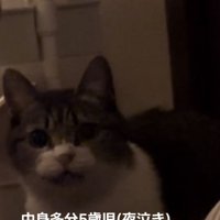 ママに向かって鳴くキジ白猫