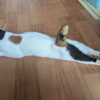 後ろ足を伸ばして腹ばいになる猫