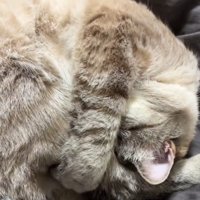 顔をさらに深く入れて体を丸めて寝る猫