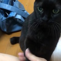 おかわりをする黒猫