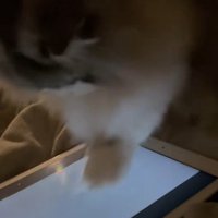 タブレット画面に手を叩きつける猫