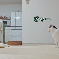 ピャー