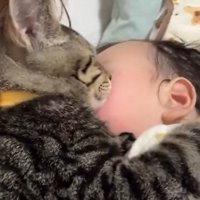 赤ちゃんの上に乗る子猫